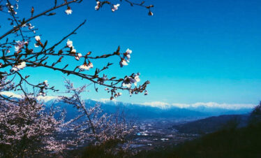春の安曇野、山とつながる – 桜の光城山登山と山菜の旅(4月19‐20日)